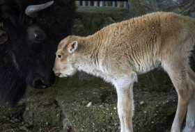 Rarissime naissance d'une bisonne blanche au zoo de Belgrade