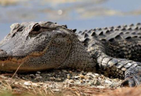 Une fillette de 11 ans affronte un croco­dile à mains nues pour sauver son amie