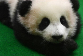 Un deuxième bébé panda né au zoo de Kuala Lumpur présenté au public
