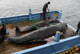 Japon: 333 baleines tuées en 4 mois