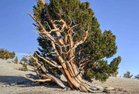 Quel est le plus vieil arbre du monde ?