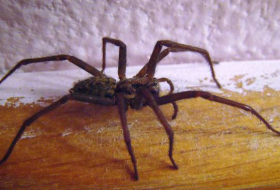 Phobie : ne laissez plus les araignées entrer chez vous