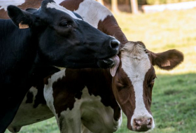 126.000 bovins abattus en Nouvelle-Zélande pour éradiquer une maladie