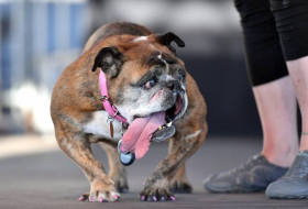Le chien le plus laid du monde et ses concurrents - PHOTOS