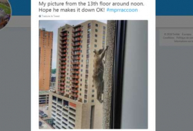 États-Unis : quand un raton-laveur escalade un immeuble de 23 étages et émeut Internet