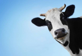 Immigration clandestine: la Bulgarie condamne une vache à mort