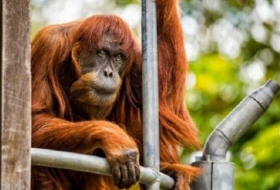Décès du plus vieil orang-outang du monde