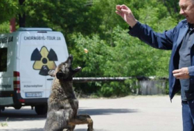Ukraine-USA: Le rêve américain des chiens de Tchernobyl