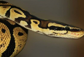 Une femme a essayé de quitter les USA avec un python emballé dans ses bas - IMAGES