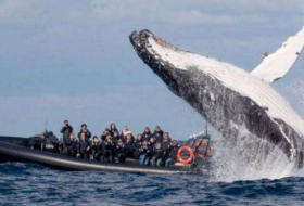 Une baleine surgit devant un bateau de touristes dans le port de Sydney
