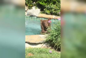 Californie: un ours s'incruste dans un jardin, joue dans le jacuzzi et finit un cocktail
