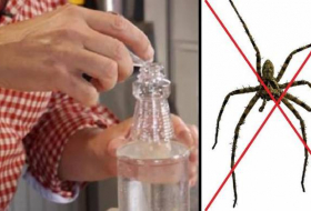 Les araignées géantes sont de retour et guettent votre maison