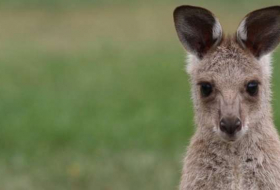 Australie: Trois hommes ont torturé des kangourous