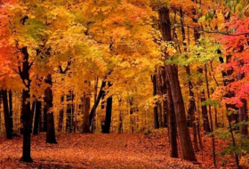 Pourquoi les arbres ont-ils des feuilles de plusieurs couleurs en automne?