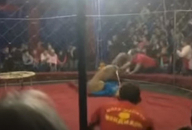 Cirque: en Russie, une lionne attaque une fillette de 4 ans - VIDEO CHOC
