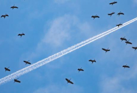 Le changement climatique pourrait perturber 80% des espèces d'oiseaux migrateurs