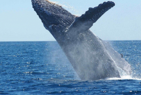 Ces chercheurs qui écoutaient changer le chant des baleines en Australie...