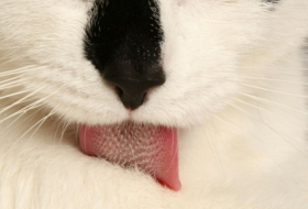 Comment les chats utilisent leur langue pour mouiller leur fourrure, selon des chercheurs
