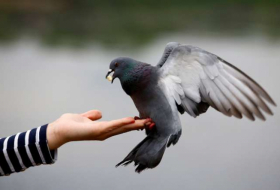 La présence de l'homme favorise le développement des pigeons et des rats