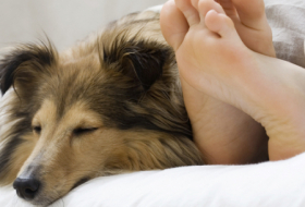 Les femmes dormiraient mieux avec un chien qu'avec un humain