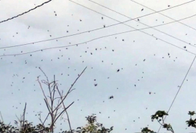 Une « pluie d’araignées » a été filmée au Brésil -   VIDEO  