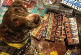 La tête de ce chien reni­fleur surdoué est mise à prix par des trafiquants de tabac