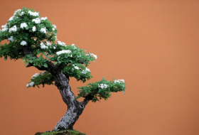 Japon: un jardinier lance un SOS après un vol de bonsaïs