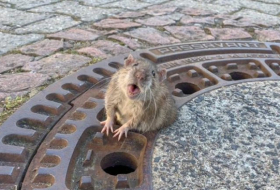 Trop gros, ce rat alle­mand est resté coincé dans une bouche d’égout