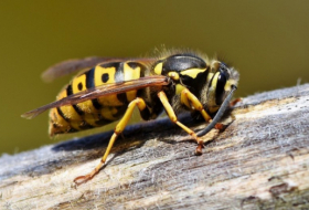 Un scientifique tire la sonnette d'alarme devant la diminution des insectes