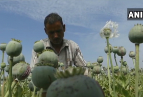 Des perroquets en manque d’opium causent le chaos dans des cultures de pavots en Inde