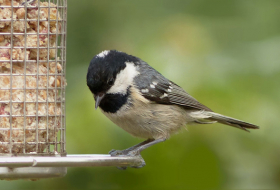 Nourrir les oiseaux a des conséquences sur la nature et sur nous