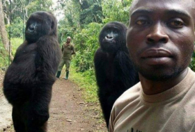 Deux gorilles orphe­lins posent pour un selfie avec un ranger au Congo