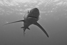 Japon: un requin retrouvé mort étouffé par une tortue géante