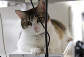   Japon:   Une entreprise adopte des chats abandonnés pour réduire le stress au travail