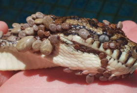 Il sauve la vie d’un python couvert de plus de 500 tiques en Austra­lie