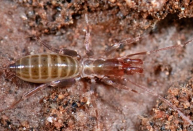56 nouvelles espèces d’arachnides ont été découvertes en Australie occidentale