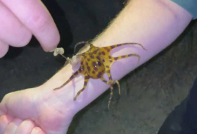 Ils font des selfies avec une pieuvre capable de tuer 26 personnes en une morsure