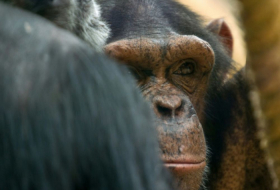 Un chimpanzé arrache la main d’un soigneur sous les yeux des visiteurs d’un zoo de la Loire