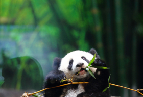 Le femelle panda Jiao Qing fête ses 9 ans au zoo de Berlin -  NO COMMENT 