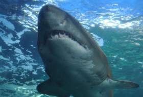 Des scientifiques découvrent un requin du Groenland vieux de plus de 500 ans