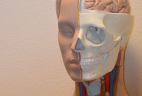  Révolution anatomique:  de nouveaux organes découverts dans le corps humain