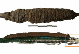 Il y a 2000 ans, les Egyptiens chassaient des crocodiles sauvages pour en faire des momies