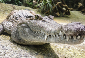 Plus de 330 pièces de monnaie ont été découvertes dans l’estomac d’un alligator décédé