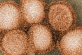 Découverte d’un nouveau virus bactériophage chez les humains