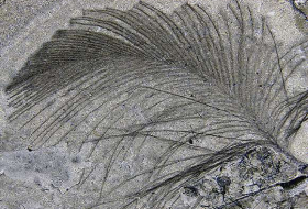 Des plumes de dinosaure de 118 millions d'années parfaitement conservées