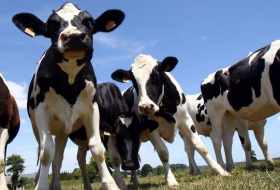 8.000 euros d'amende pour l'odeur de ses vaches