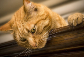 La science croit savoir comment comprendre les états d’âme des chats