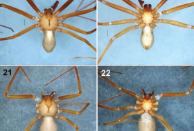 Une nouvelle espèce d'araignée qui ronge la chair découverte au Mexique
