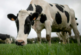 Des chercheurs pourraient avoir identifié l'origine de la maladie de la vache folle