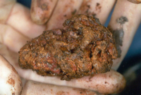  Un morceau de cerveau humain âgé de 2.600 ans est resté presque intact 